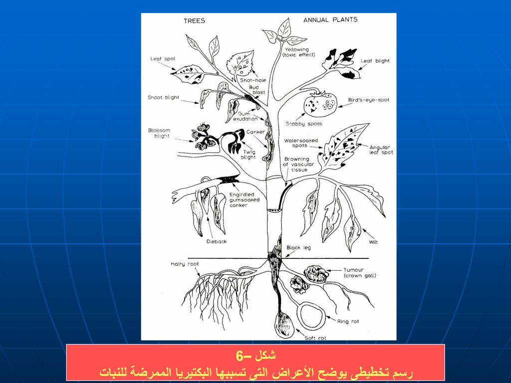 نبذة تاريخية عن أمراض النبات البكتيرية - ppt download