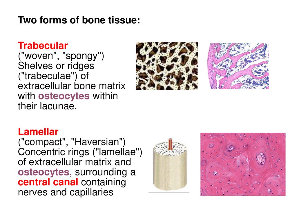 Tissues of the Skeletal System - ppt download