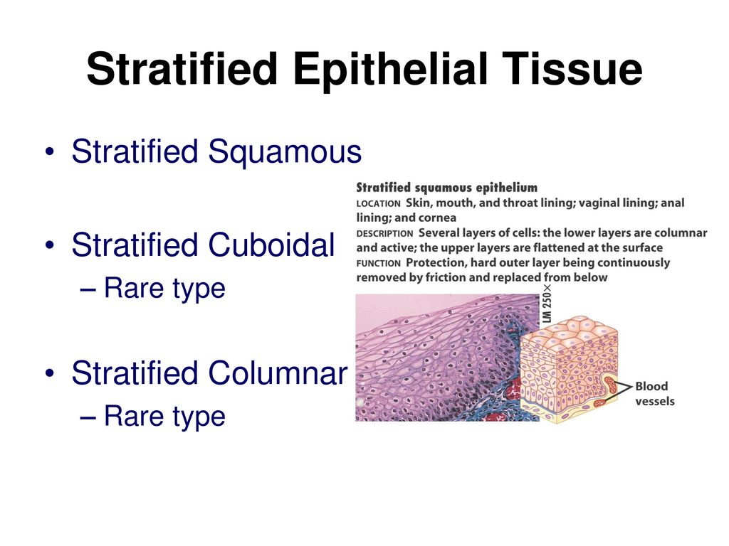 Stratified Epithelial Tissue