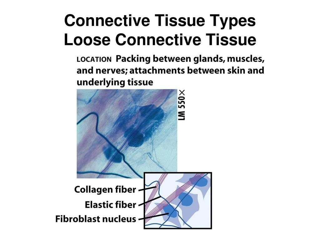 Connective Tissue Types Loose Connective Tissue