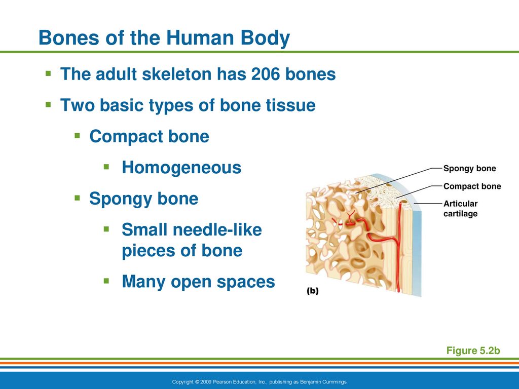 The Skeletal System. Biology Diagrams