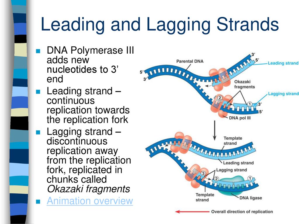 Chapter 16 the molecular basis of inheritance ppt download
