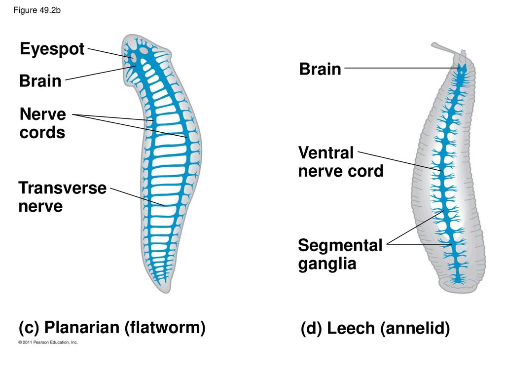 Нервная система плоских. Nervous System of annelids. Flatworm nervous System. Нервная система губок. Flatworm structure.