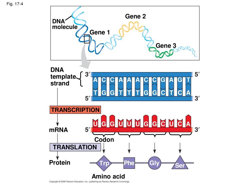 Chapter 17 From Gene to Protein DNA mRNA Ribosome Polypeptide ppt
