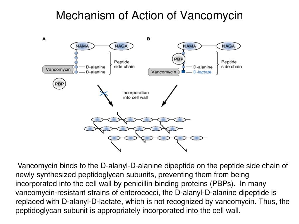 Mechanism of action. Ванкомицин схема механизм. Механизм действия ванкомицина. Ванкомицин механизм действия схема.