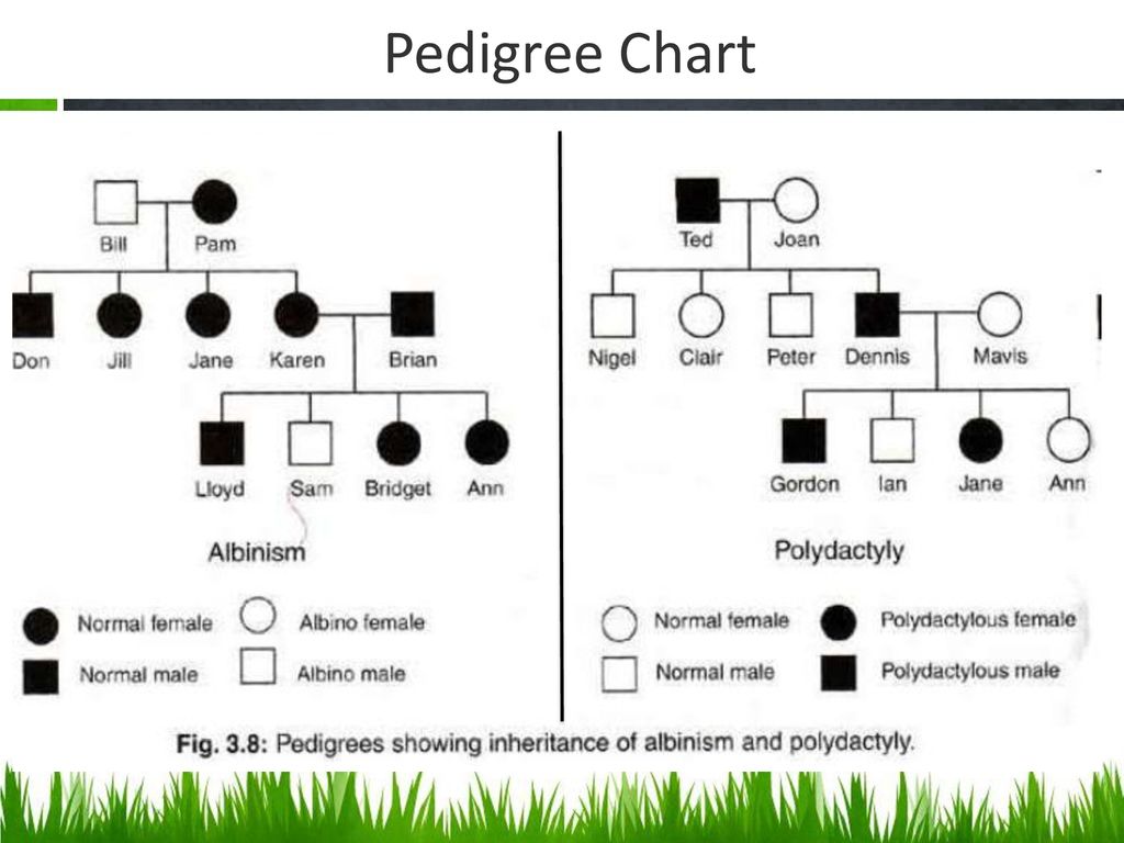 Pedigree Chart Assignment
