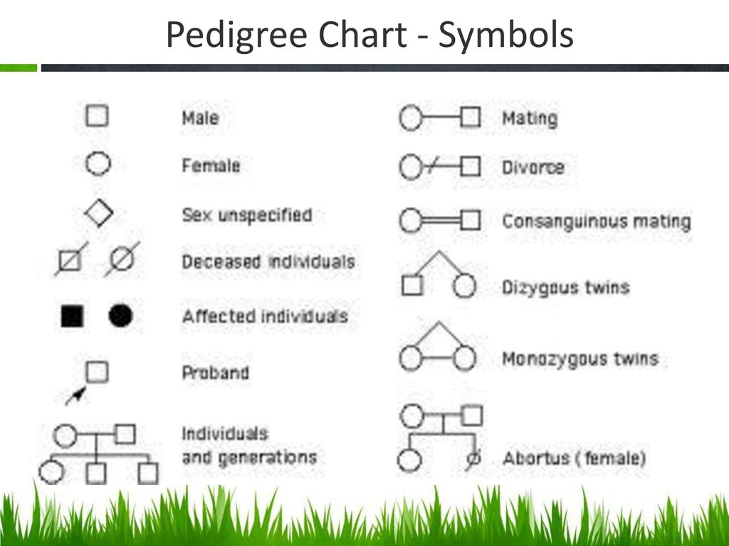 What Is A Pedigree Chart In Biology