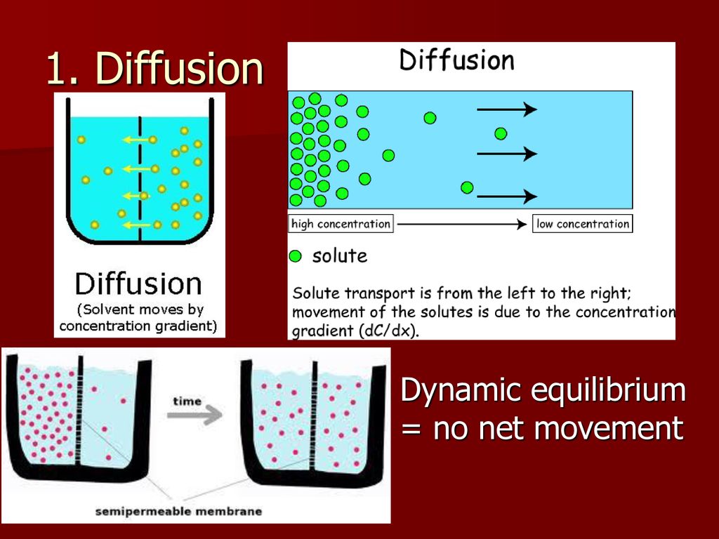 Cell Membrane Strucutre - ppt download