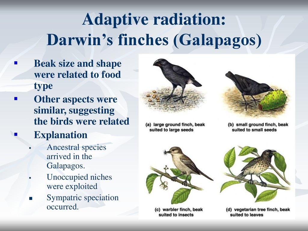 allopatric speciation finches