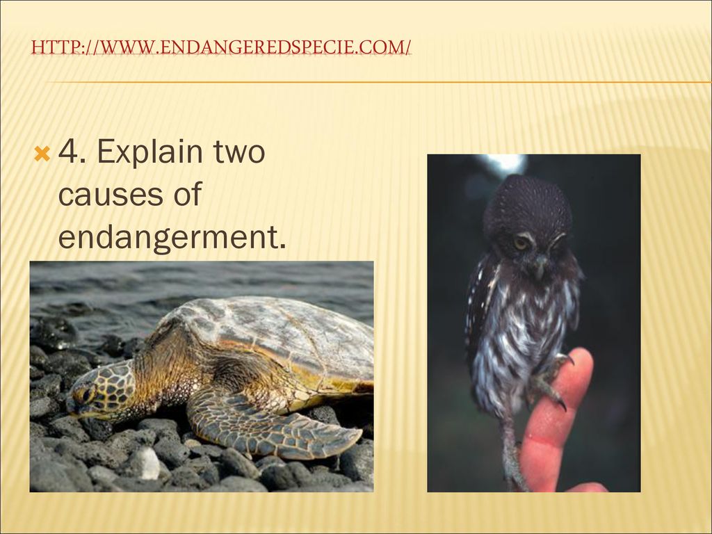 An internet scavenger hunt ppt download