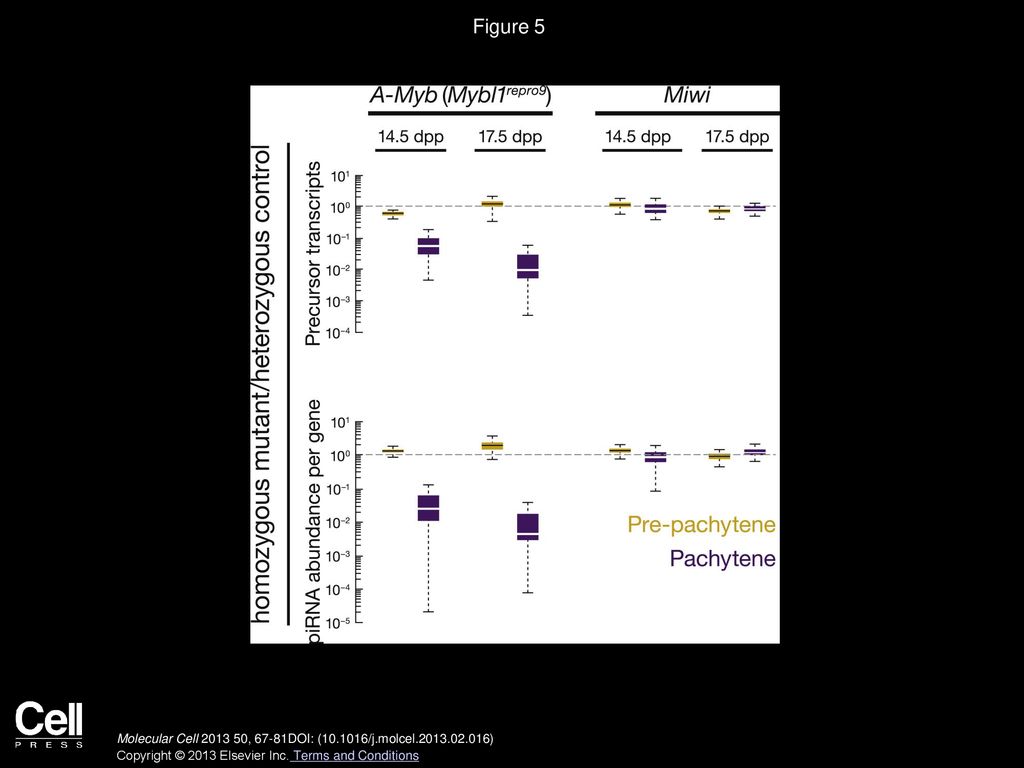 Figure 5 Pachytene piRNAs and Precursors Decrease in A-Myb Mutant Testes.