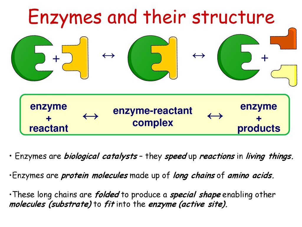enzymes are made up of