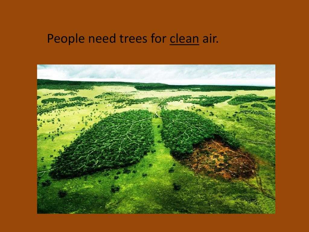 People need trees for clean air.