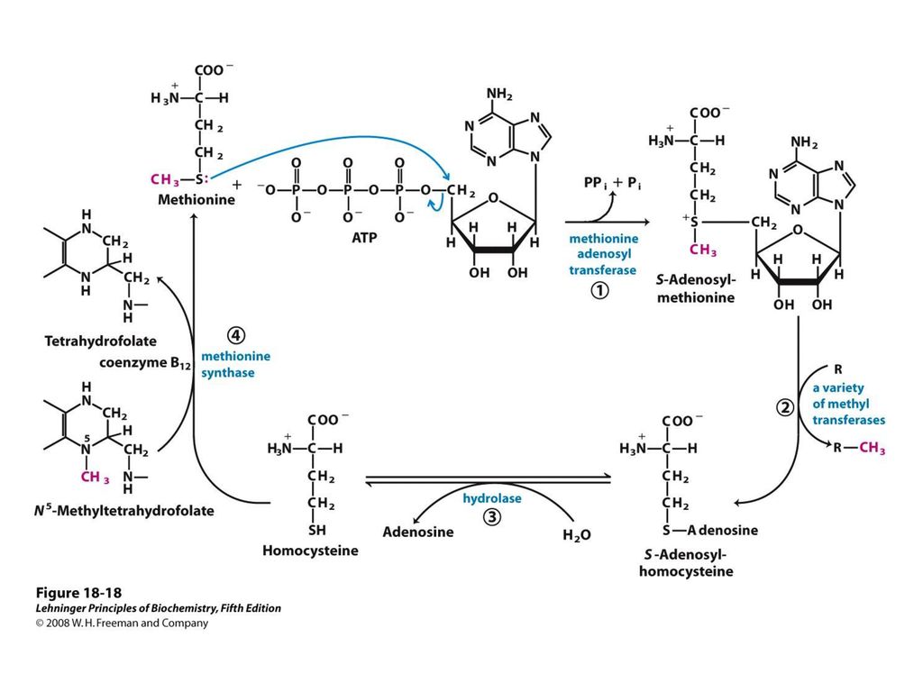 Метанин. Схема реакции активации метионина. Активация аминокислоты метионин. Метилирование метионина. Схема активации аминокислот.
