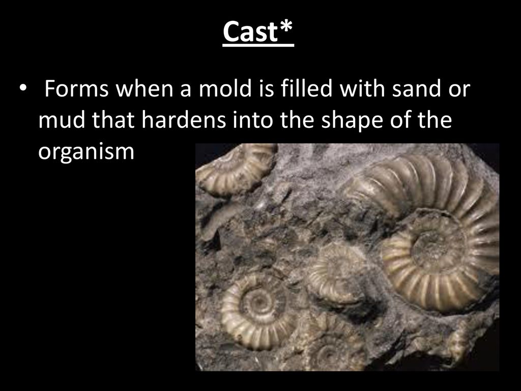 Cast* Forms when a mold is filled with sand or mud that hardens into the shape of the organism
