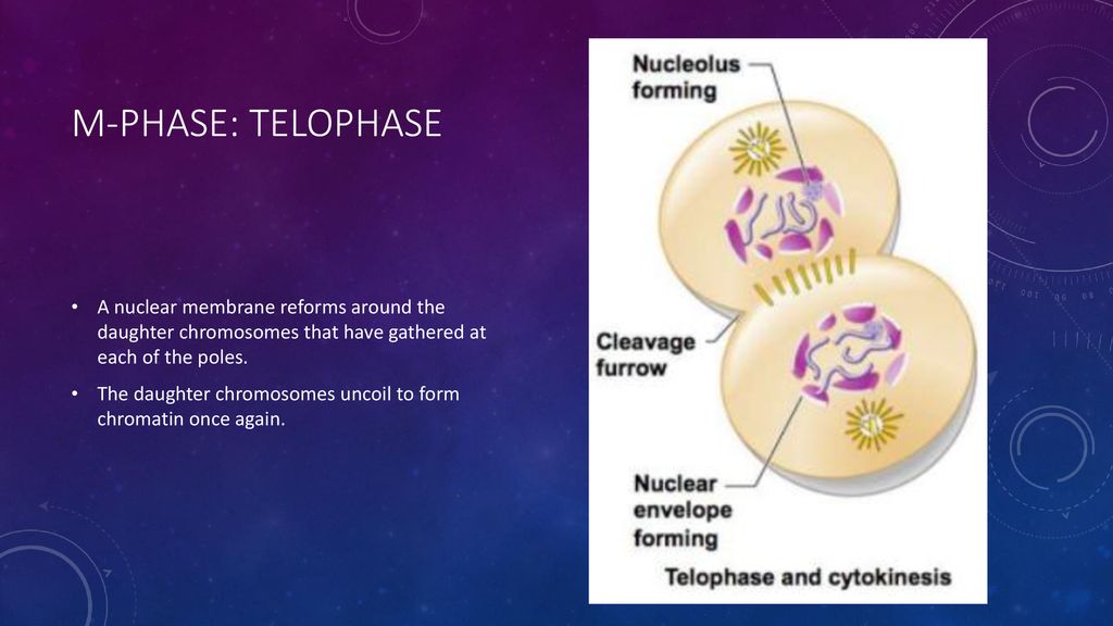 The Cell Cycle How do you grow? ppt download