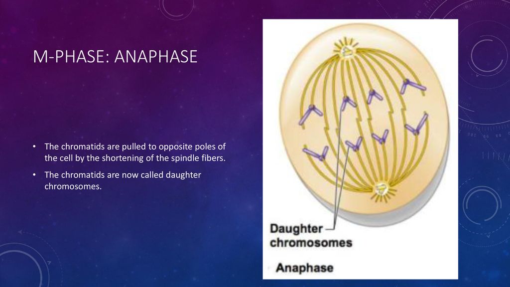The Cell Cycle How do you grow Biology Diagrams