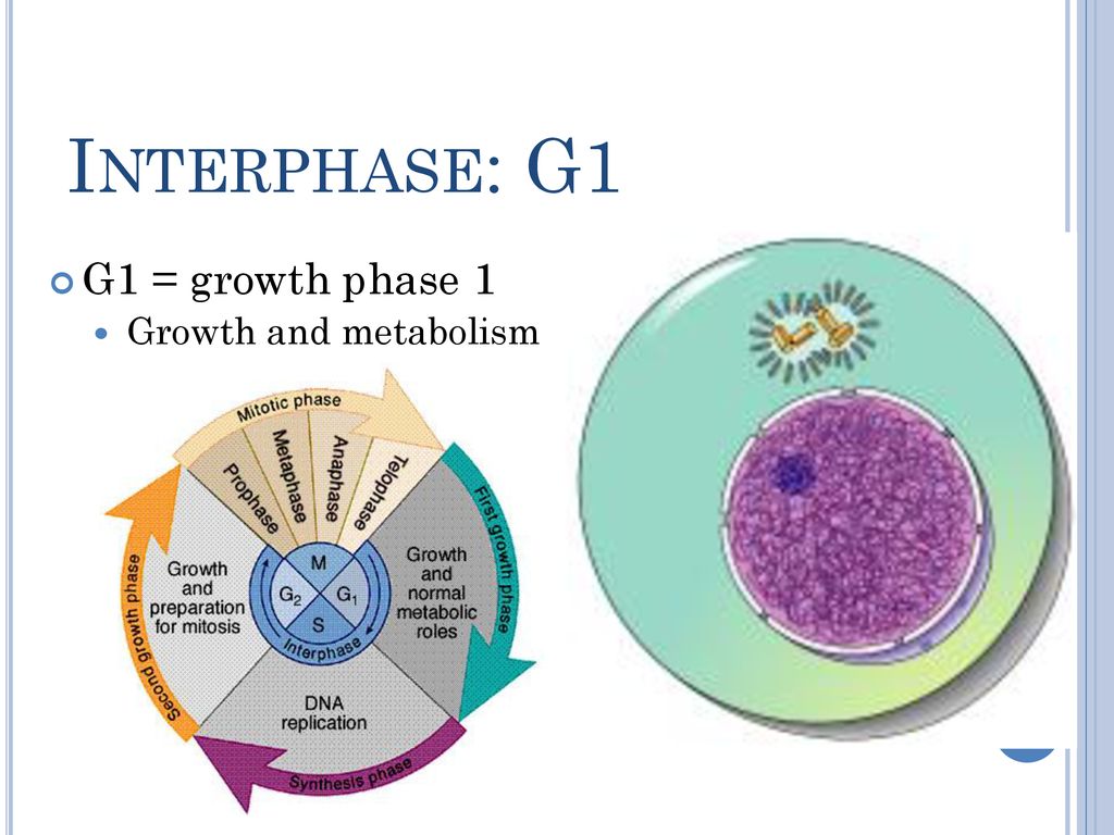 Interphase g1 diagram