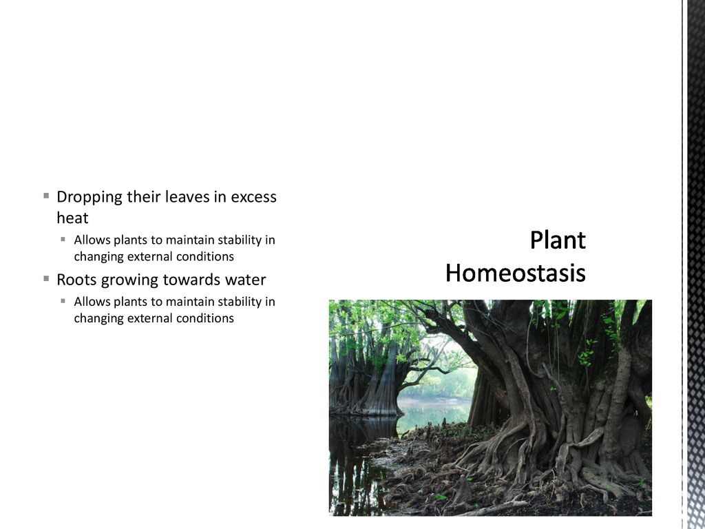 Homeostasis Gross October 22 Ppt Download   Plant Homeostasis Dropping Their Leaves In Excess Heat 