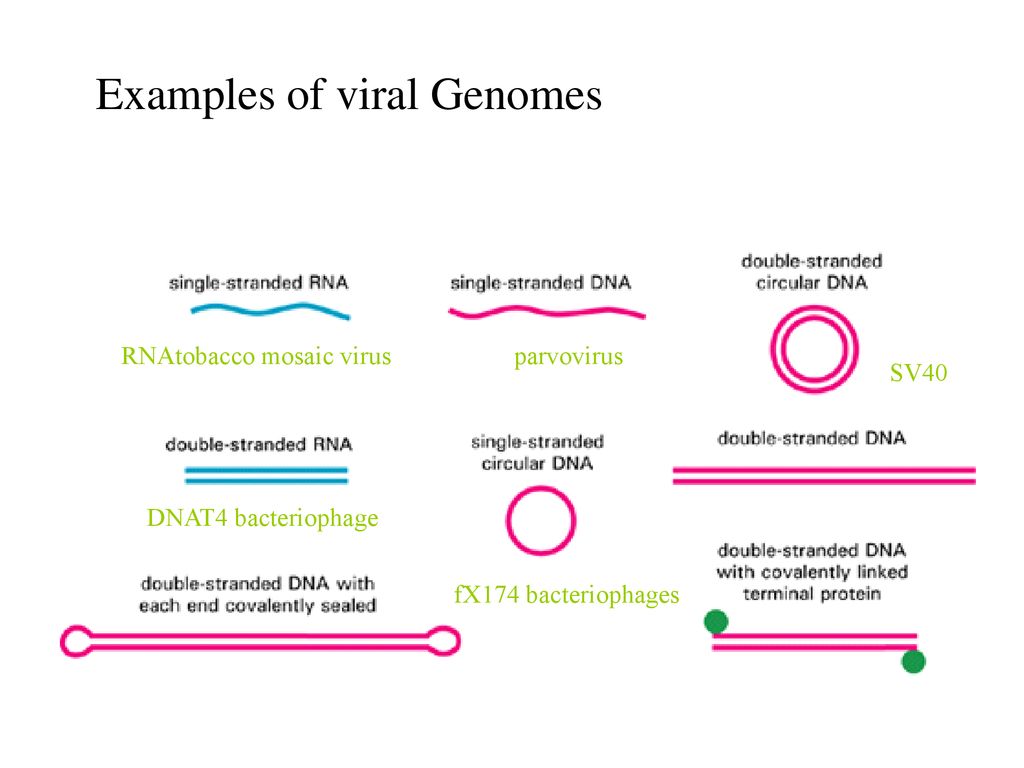 Rna Regulation Rna Interference Ppt Download