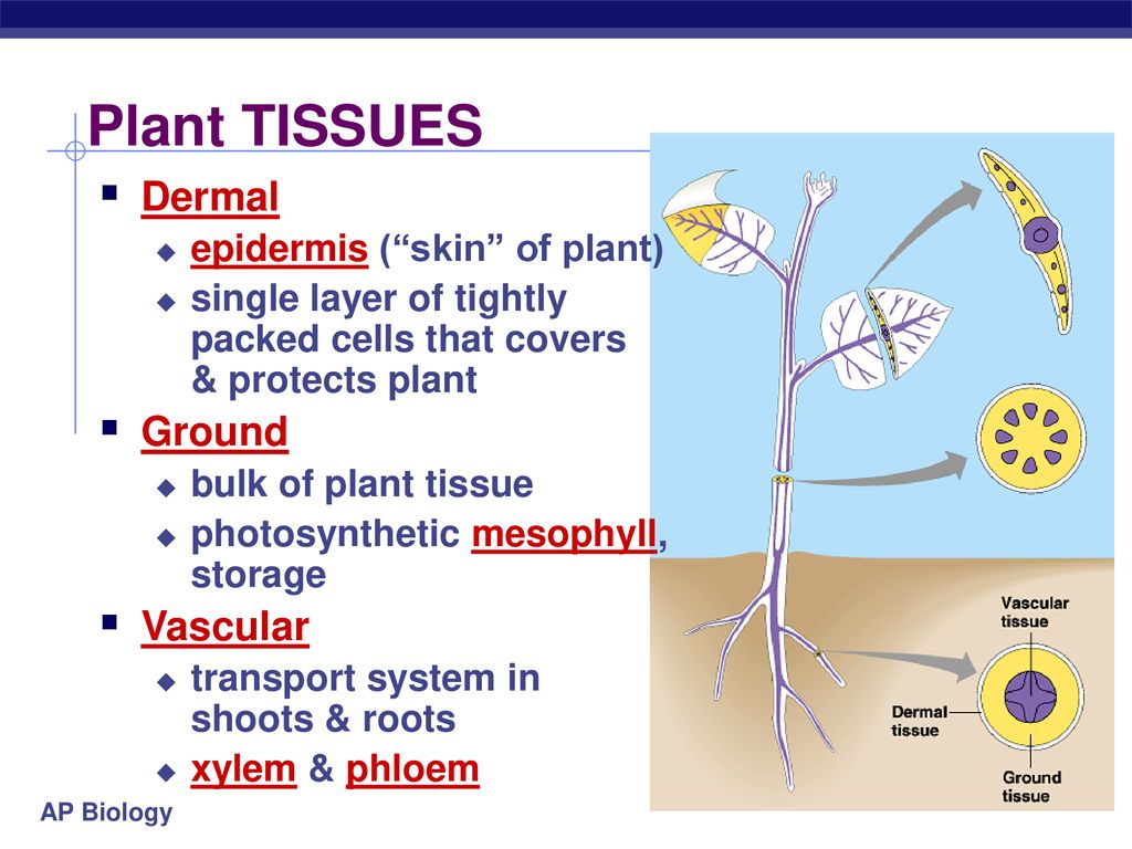 Plant tissues. Photosynthetic Tissue. Covering Tissue Plants.
