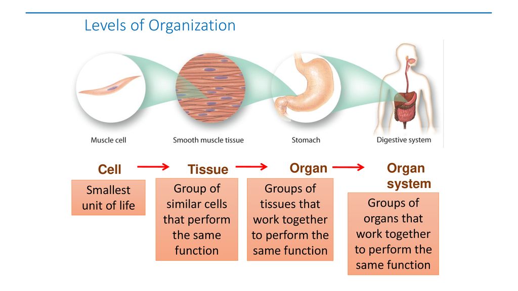 Homeostasis and Cells Read the lesson title aloud to students. - ppt ...