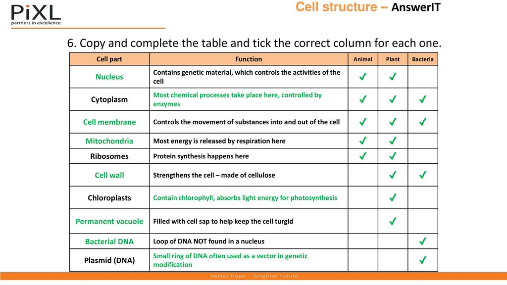 Cell structure – AnswerIT - ppt download