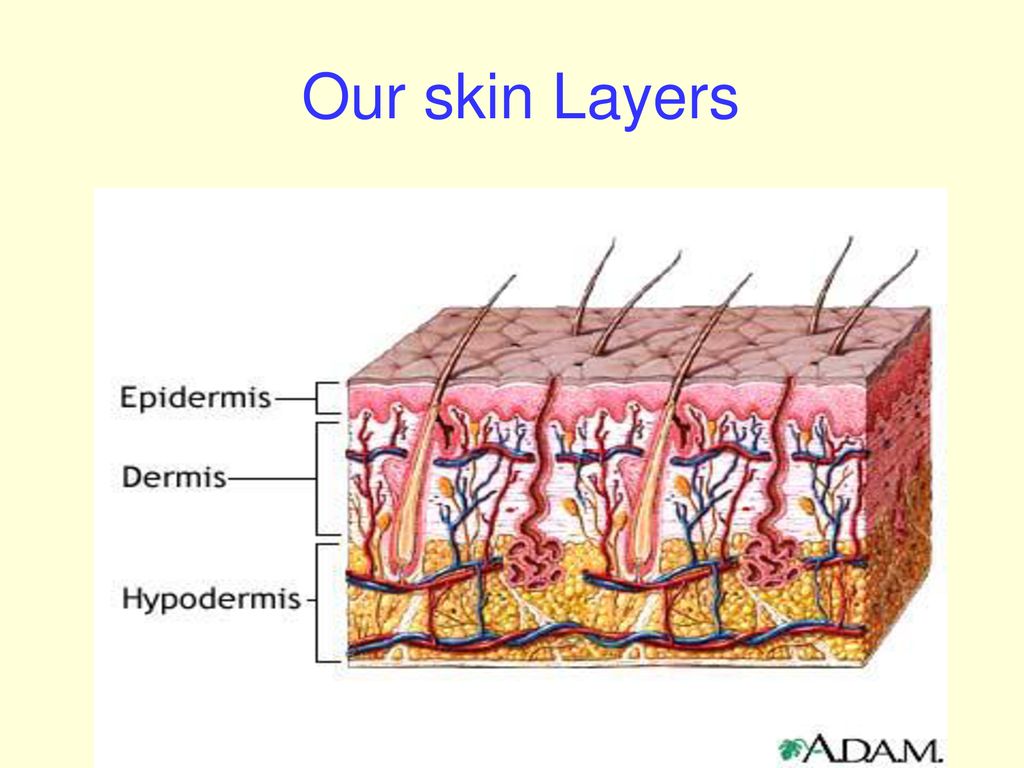 The Integumentary System Biology Diagrams