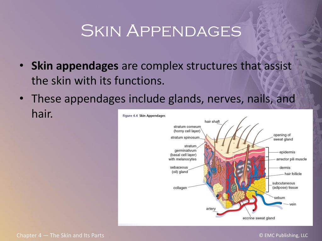 Chapter 4. Chapter 4 The Skin and Its Parts Applied Learning Objectives Use  the terminology associated with the integumentary system Learn about skin.  - ppt download