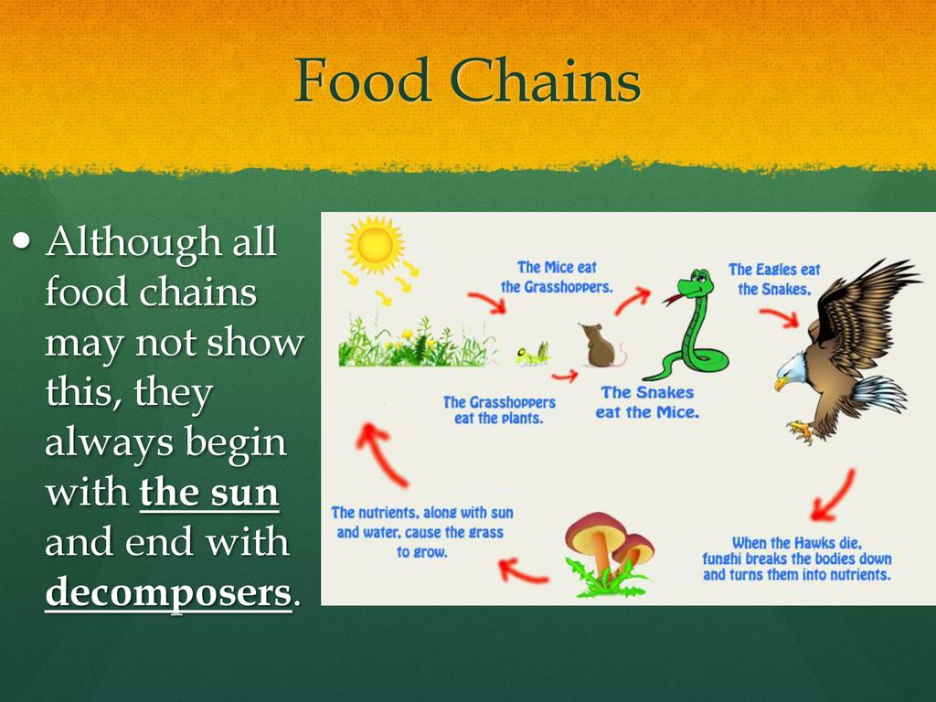 ecology-ppt-download