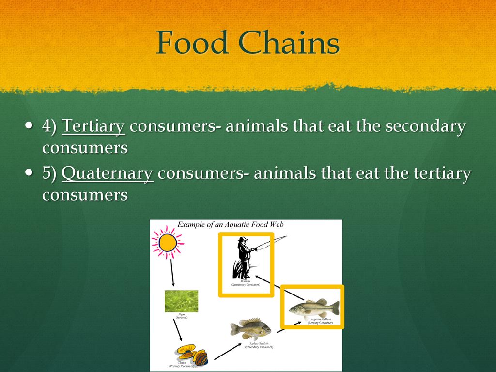 ecology-ppt-download