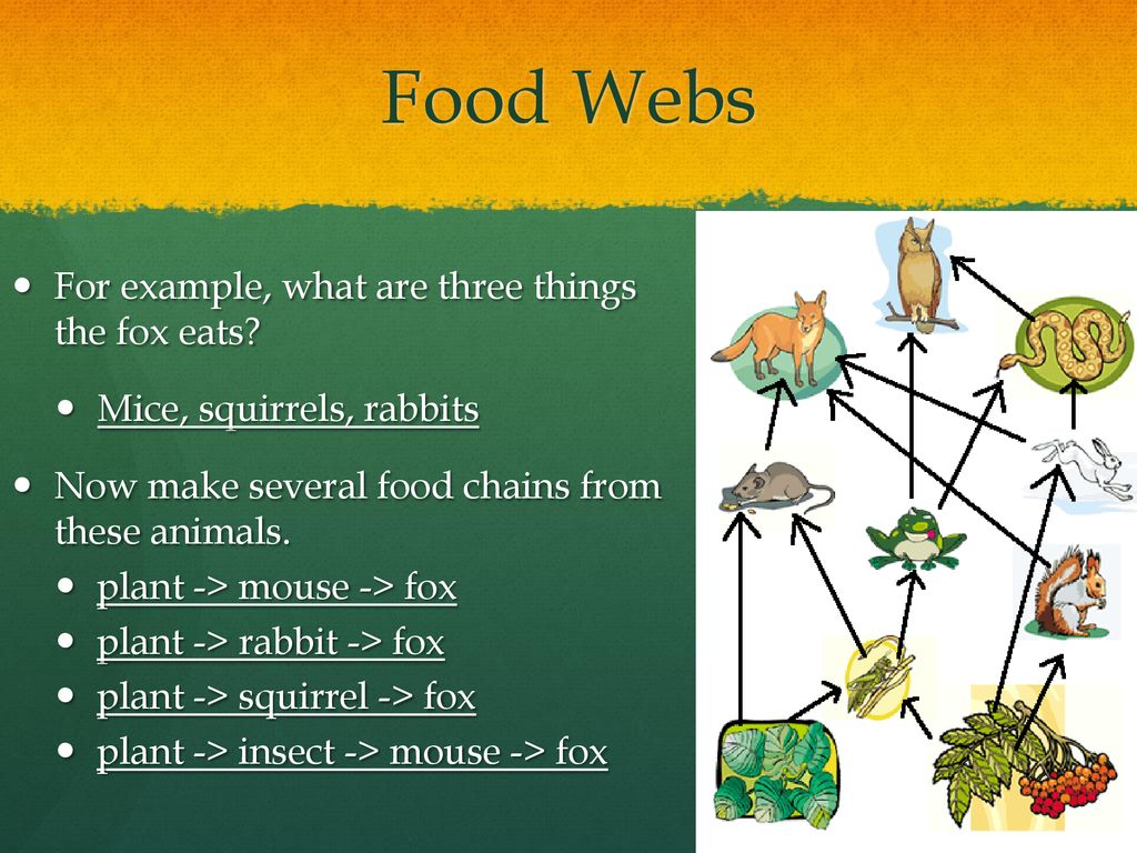 Fox Food Chain To Plant Biology Diagrams