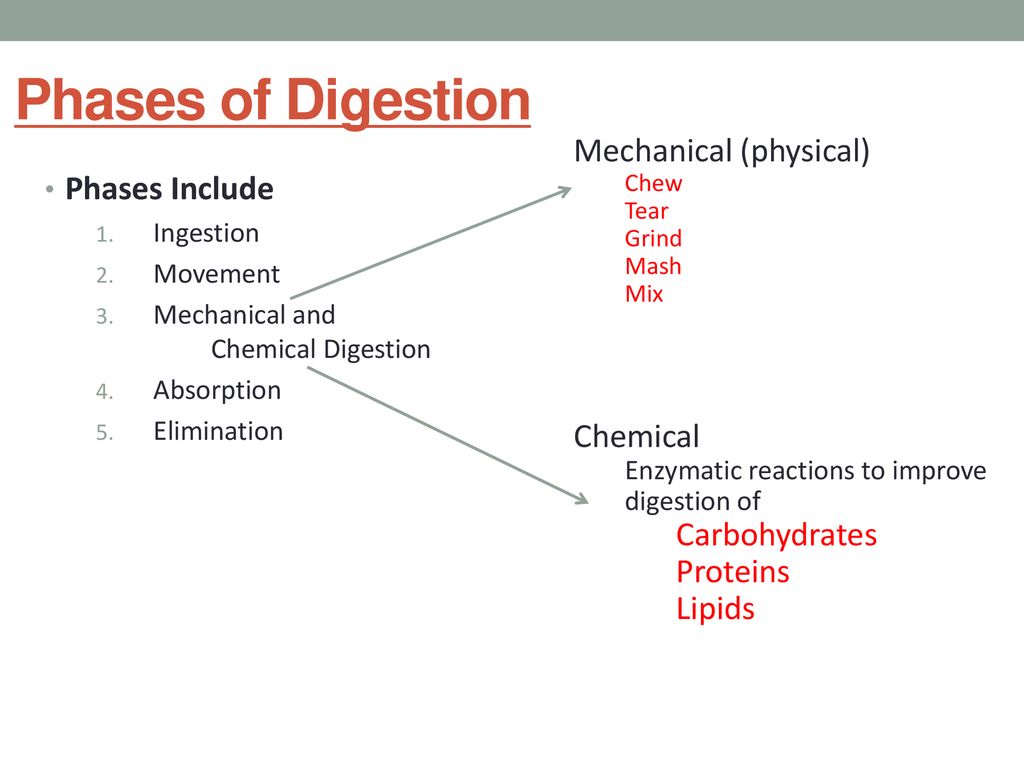 The Digestive System SNC2D. - ppt download The Digestive System SNC2D. - ppt download