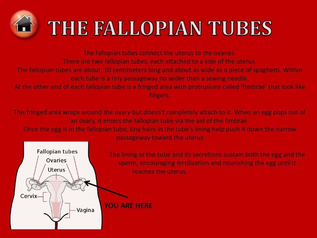 THE FALLOPIAN TUBES YOU ARE HERE