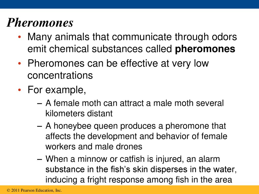 Pheromones Many animals that communicate through odors emit chemical substances called pheromones.
