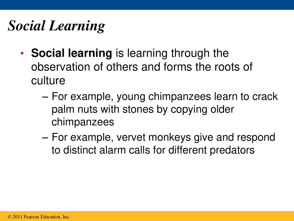 Social Learning Social learning is learning through the observation of others and forms the roots of culture.
