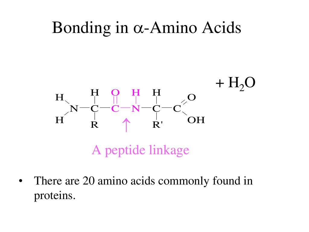Bonding in -Amino Acids