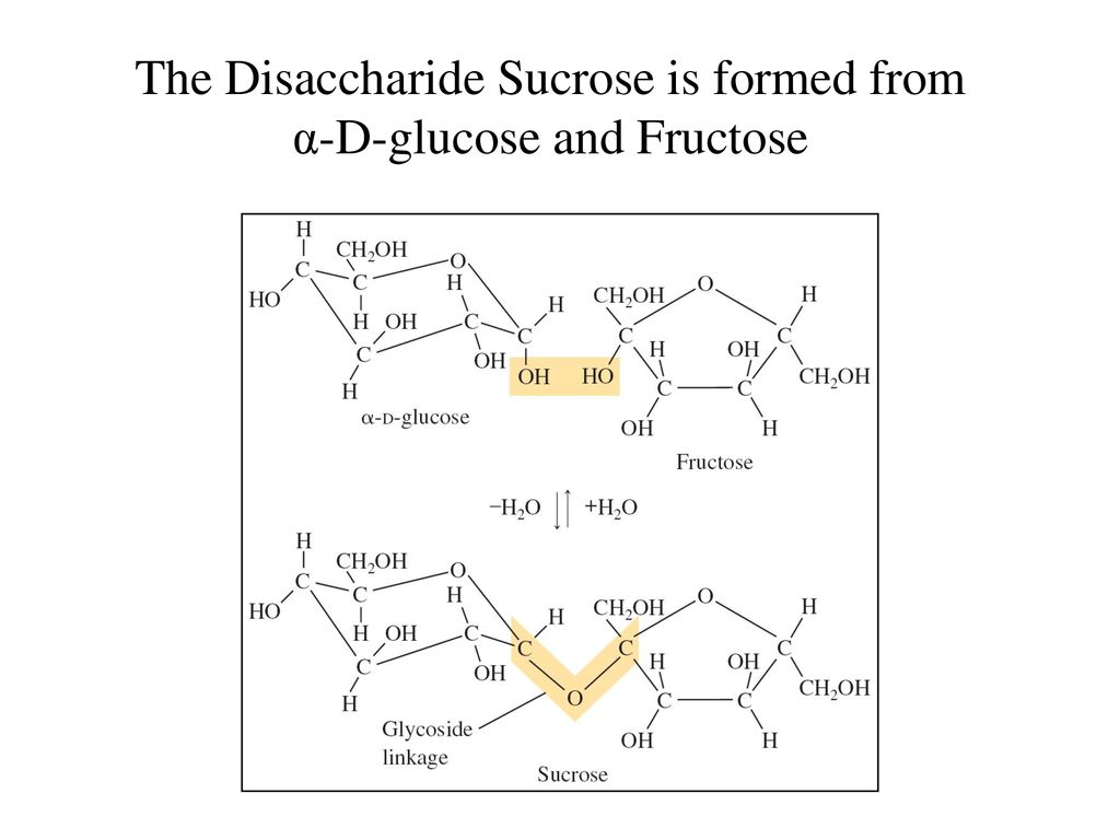 The Disaccharide Sucrose is formed from α-D-glucose and Fructose