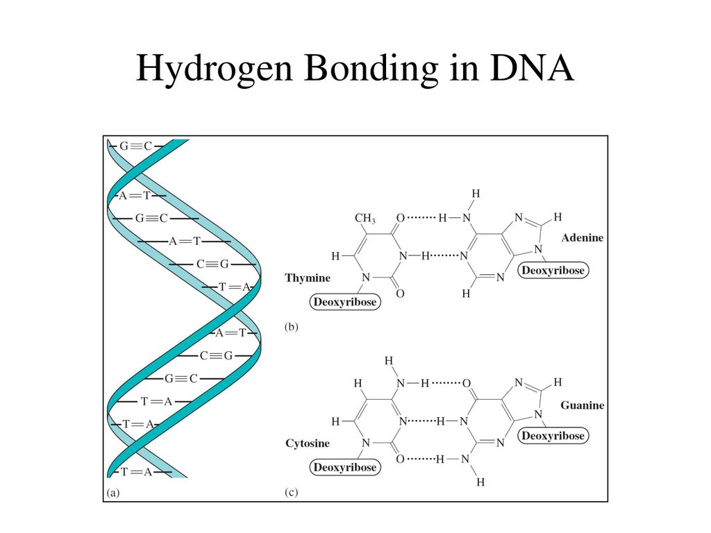 Hydrogen Bonding in DNA