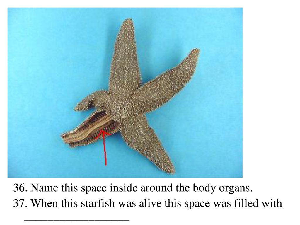 37. When this starfish was alive this space was filled with.
