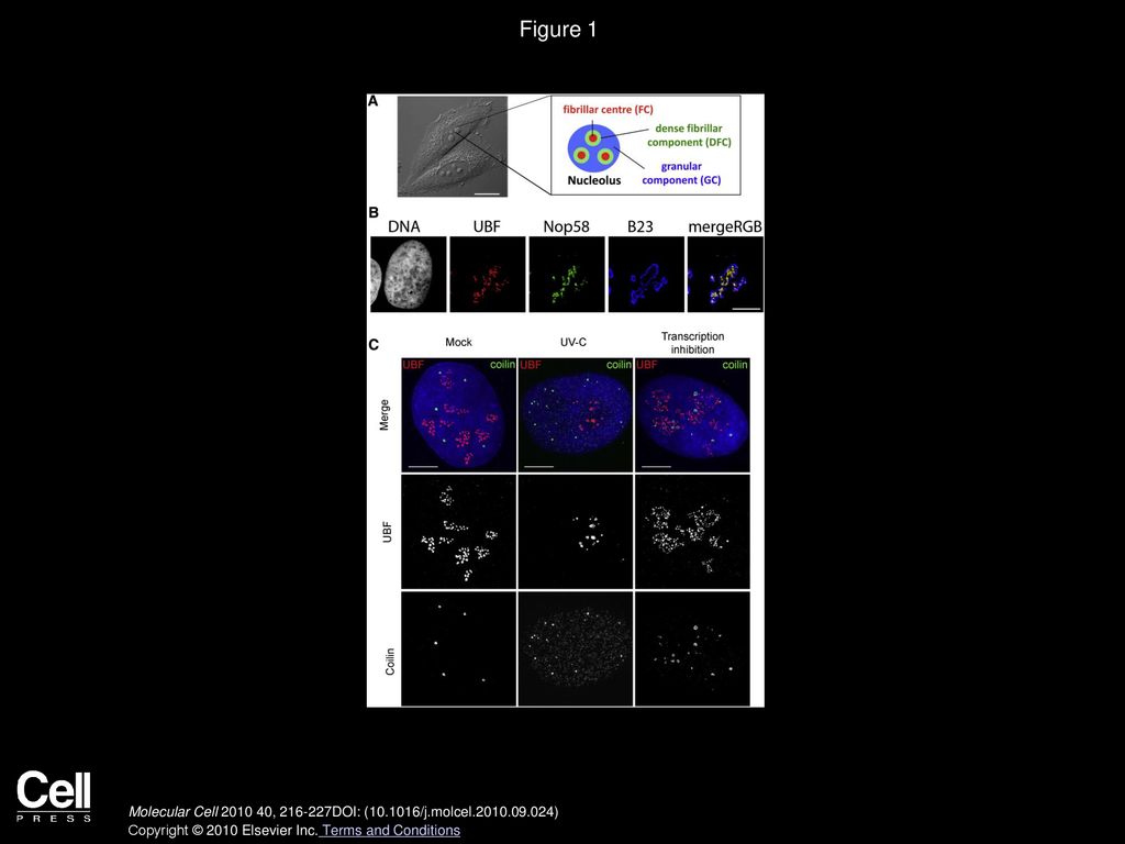 The Nucleolus under Stress Biology Diagrams