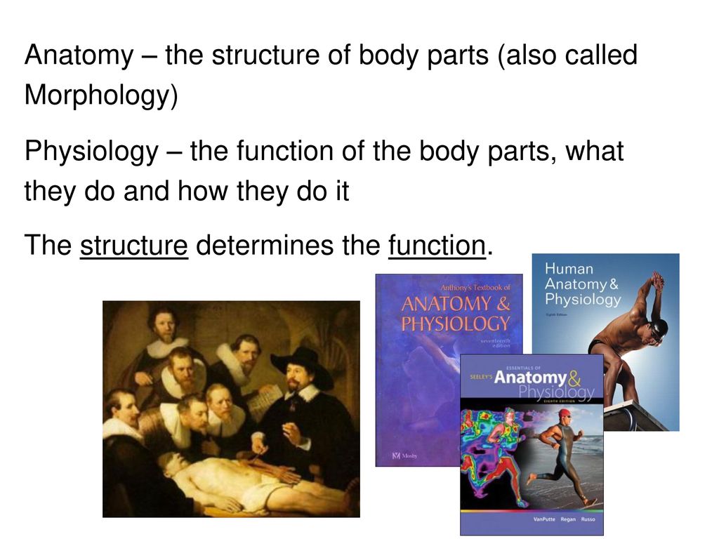 Chapter 1 Introduction to Human Anatomy and Physiology Biology Diagrams