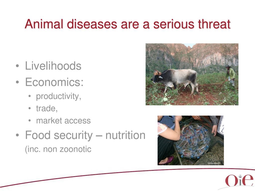 OIE Reference Laboratories transboundary animal disease control - ppt  download