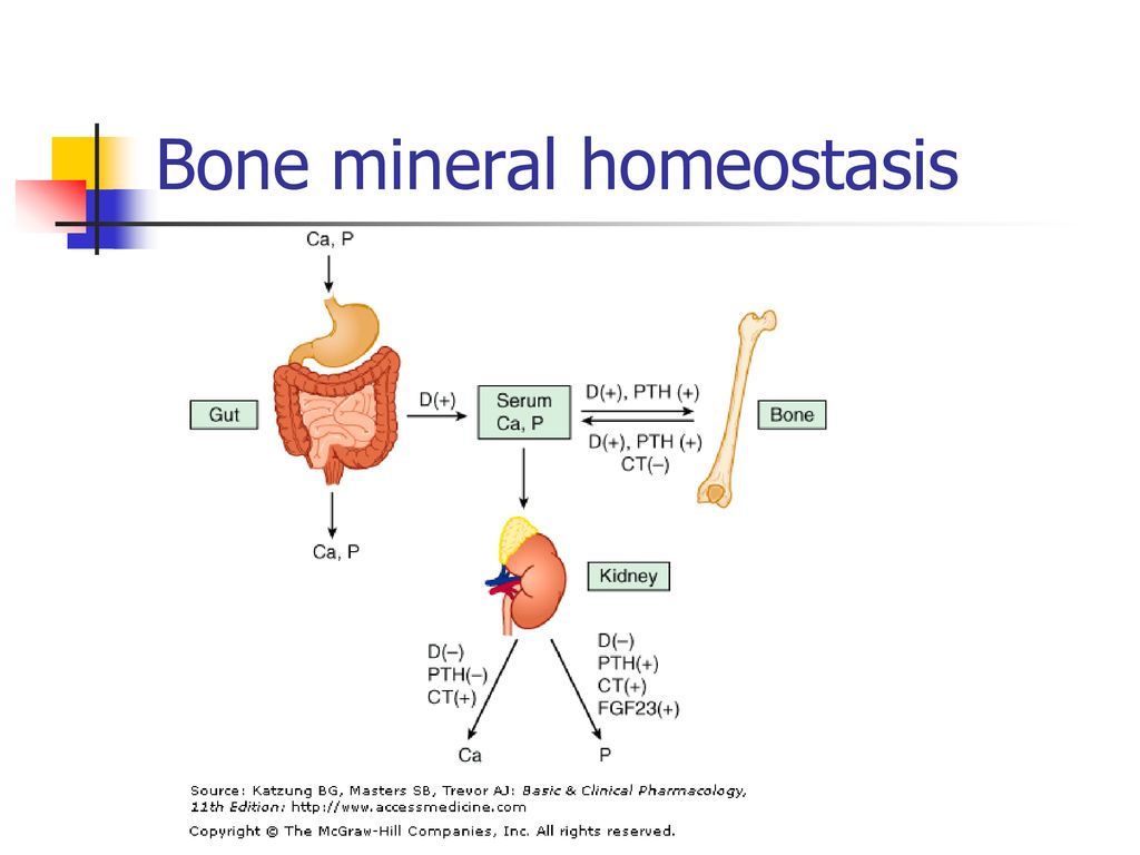Bone mineral. Homeostasis. Heparin Effects on Bone. Pharmacological Effects of Beclomethasone. Estradiol Effects to Bones.