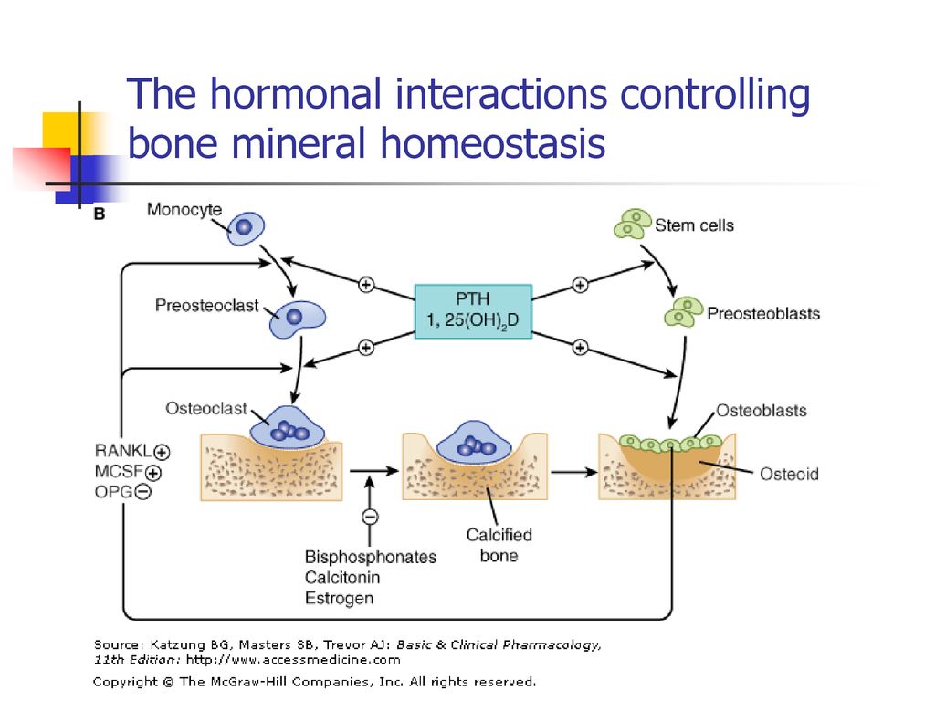 Bone mineral. Homeostasis. Гомеостаз костей. Hormonal homeostasis of the mother. Homeostasis gif.