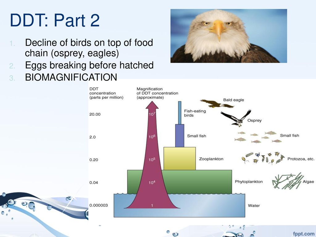 Water Pollution Day 3: Source & Impacts. Biology Diagrams