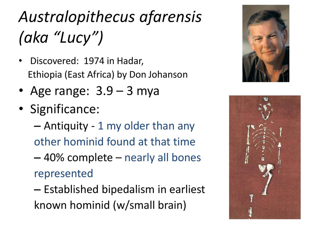 Mid pliocene hominids 4 3 mya ppt download