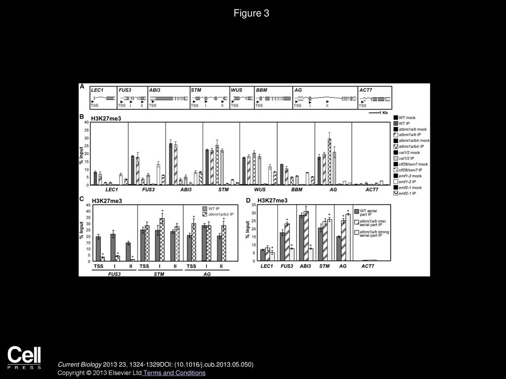 Figure 3 ChIP Analysis of H3K27me3 Levels in WT and atbmi1a/b, atbmi1a/b/c, val1/2, clf28/swn7, emf2-1, and emf1-2 Mutants.