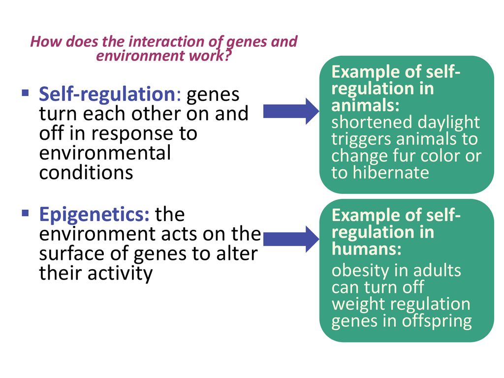How does the interaction of genes and environment work