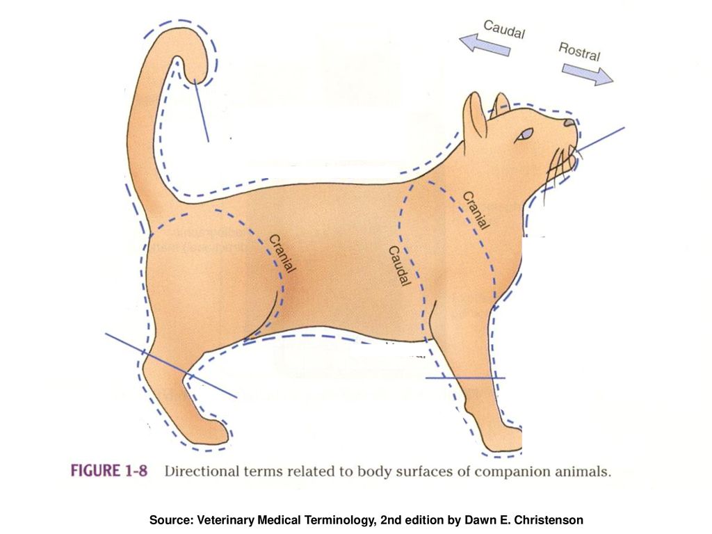 Introduction To Veterinary Medical Terminology - Ppt Download